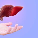 Hand holding a liver model against a blue background.