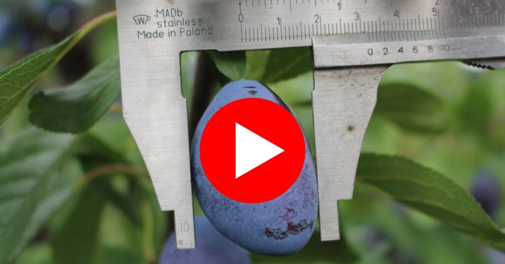 Close-up of a caliper measuring a blue plum on a tree.