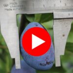 Close-up of a caliper measuring a blue plum on a tree.