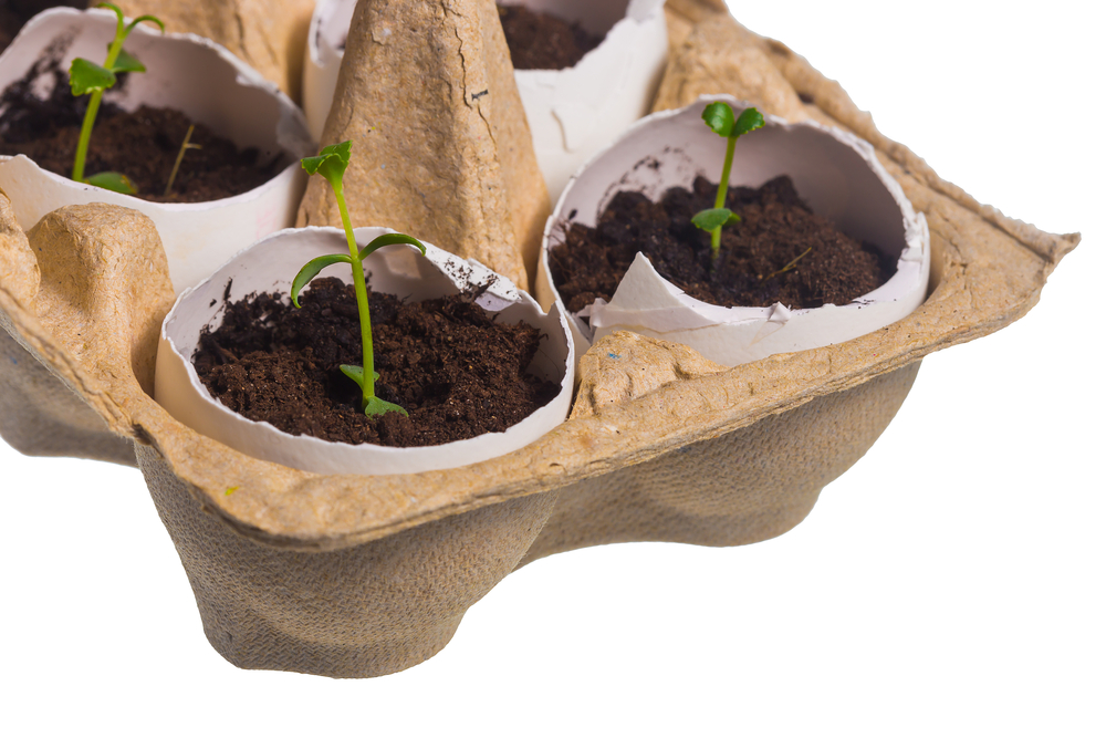 seedlings growing in soil-filled eggshells placed in a cardboard egg carton as an eco-friendly planter.